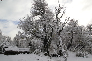 Nieve en Lago Falkner, Villa La Angostura, San Martin de los Andes, Siete Lagos, Neuquen, Patagonia...