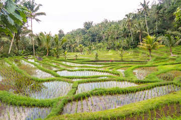 Bali Rice Terraces. The beautiful and dramatic rice fields of Jatiluwih in southeast Bali have been designated the prestigious UNESCO world heritage site.