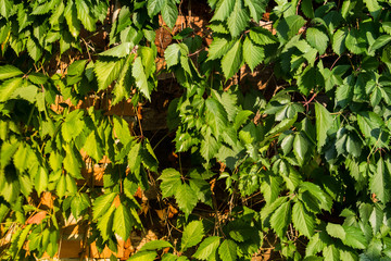Green, natural, deciduous background of intoxicating branches. Lit by warm yellow light. Reddish leaves of hops.