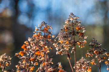 Hortensien im Herbst