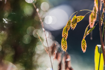 Rotes Plattährengras im Herbst