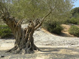 ancient olive tree in Provence