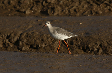 A stunning Spotted Redshank (Tringa erythropus) hunting for food in a sea estuary.