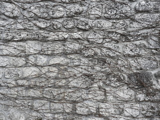 texture of old wall with dry twigs