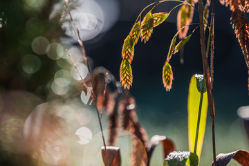 Rotes Plattährengras im Herbstlicht