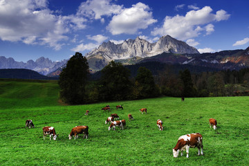 Cows grazing in front of the Wilder Kaiser Mountains, Tyrol, Austria