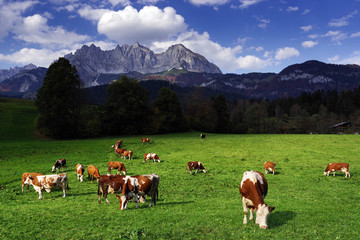 Fototapeta na wymiar Cows grazing in front of the Wilder Kaiser Mountains, Tyrol, Austria