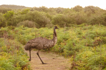 An emu encountered at Wilsons Promontory national park in the late afternoon, Victoria, Australia