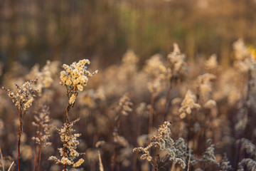 Dry wild flowers of yarrow in the rays of autumn sunset
