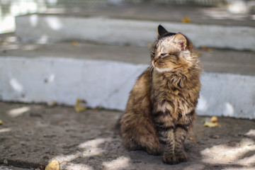 Beautiful gray cat in the sunlight
