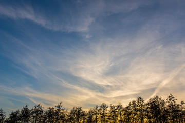 Obraz premium Silhouette of trees in front of sunsetting sun on the autumn day