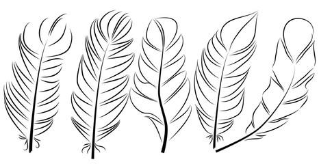 Collection of feather illustration, drawing, engraving, ink, line art,