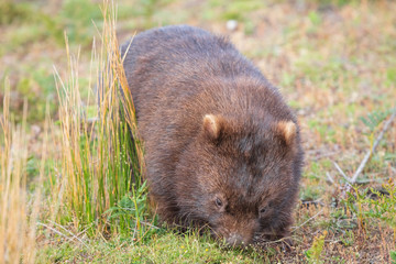 Wombat running through the grassland at Wilsons Promontory national park, Victoria, Australia