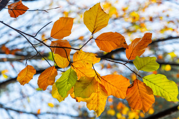 Naklejka na ściany i meble Rays of sun lighting colorful autumn leaves beauty of fall colors