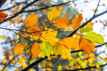 Fototapeta na wymiar Rays of sun lighting colorful autumn leaves beauty of fall colors