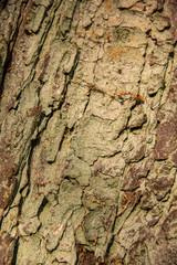 Abstract background tree bark texture
