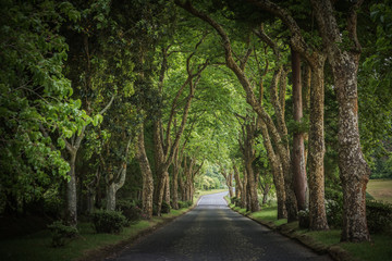 Country road running through tree alley