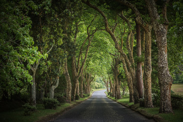 Fototapeta premium Country road running through tree alley