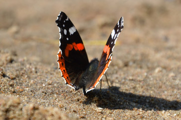 butterfly