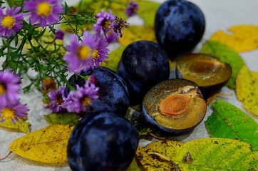Matte plum in autumn leaves of trees. Plum on the background of yellow leaves. Autumn fruits. Autumn time. Purple plum. Garden fruits.