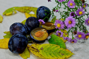Matte plum in autumn leaves of trees. Plum on the background of yellow leaves. Autumn fruits. Autumn time. Purple plum. Garden fruits.
