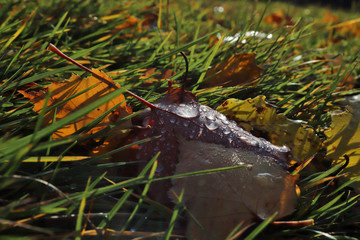 hine of the sun in dew drops on autumn leaves.