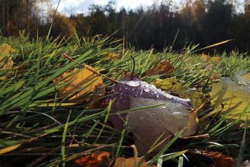 hine of the sun in dew drops on autumn leaves.
