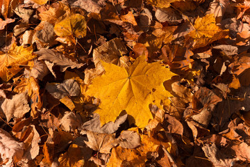 Yellowed maple leaves on the ground, sunny autumn day in the forest, october.