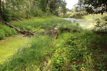 Summer forest. Pond overgrown with algae.