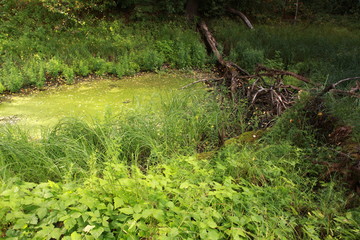 Summer forest. Pond overgrown with algae.