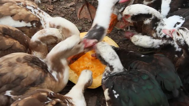 Ducks geese and muscovy ducks eat pumpkin in poultry
