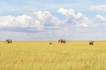 Fototapeta na wymiar Herd of Elephants on walking across the savannah