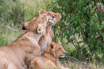 Obraz na płótnie Canvas Lioness cuddling with her cubs