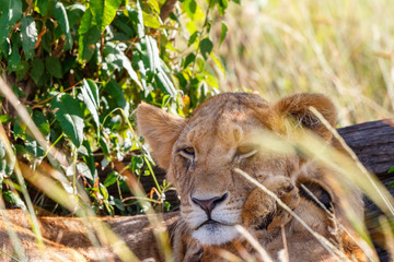 Lion cub lying and resting in the shade of a bush