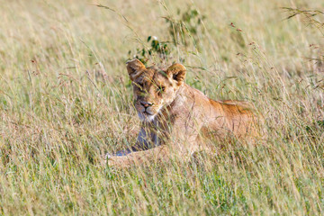 Lion in the grass that's looking at camera