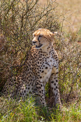 Beautiful wild Cheetah in africa