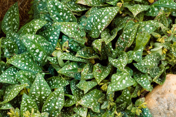 Bethlehem lungwort on a flowerbed
