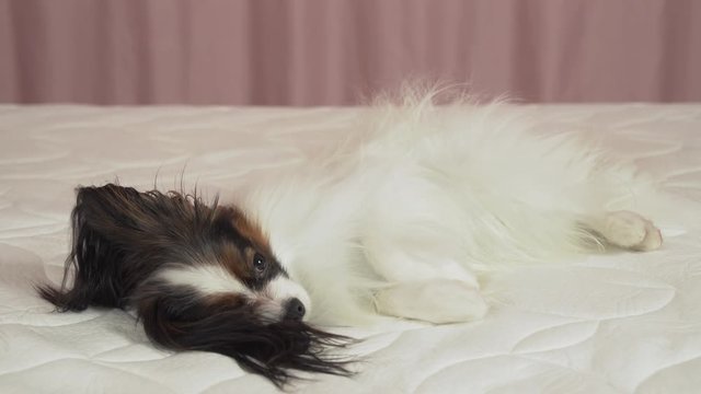 Beautiful dog Papilon lying on bed stock footage video