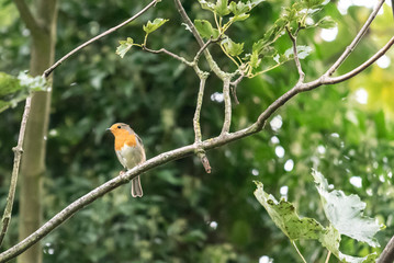 Robin on a branch