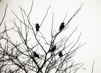 School_of_Five