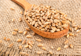 Wheat grain in spoon