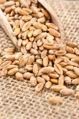 Wheat grain in scoop