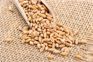 Wheat grain in scoop