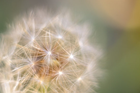 Macro photo of dandelion