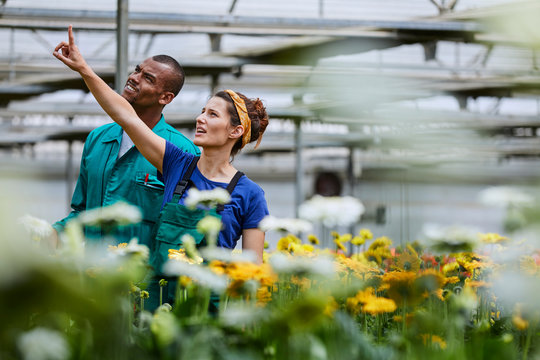 Gardener With Colleague Pointing At Greenhouse
