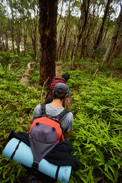 Hiker walks thru ferns and gumtrees