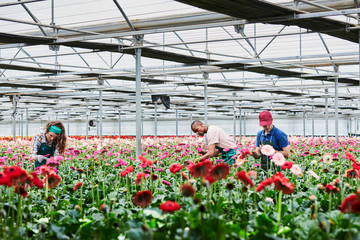 Florists Examining Pink Gerberas Blooming At Greenhouse