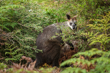 A swamp wallaby feeds on the local vegetation in Wilsons Promontory national park, Victoria, Australia