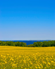 Rape field with a view of the Baltic Sea.