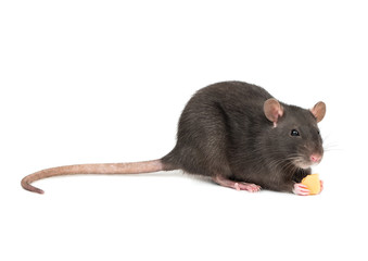 Gray rat with cheese